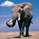 I ricercatori decodificano la comunicazione degli elefanti